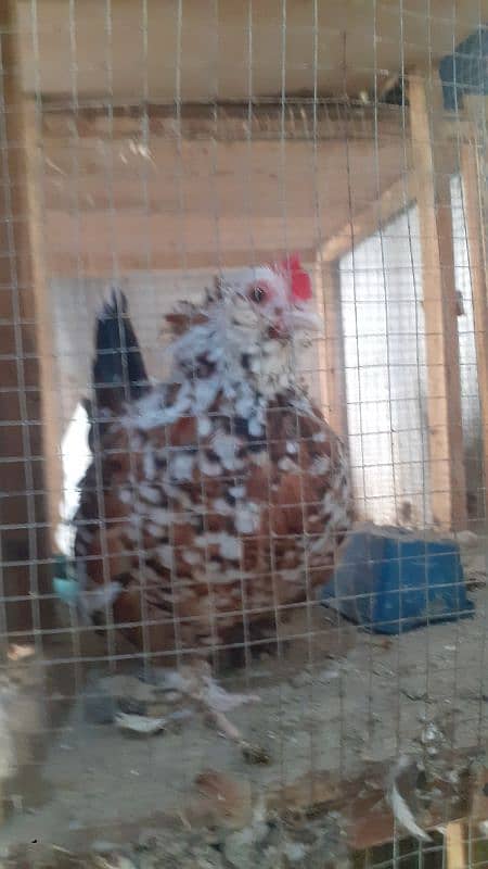 fancy hens for urgent sale offer 3000 per hen 2