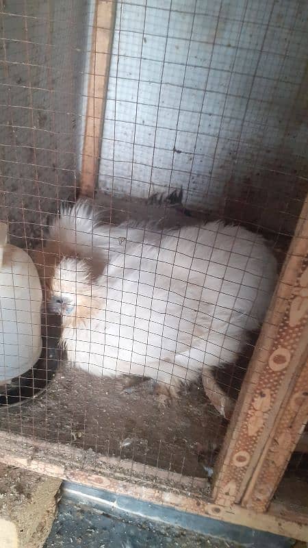 fancy hens for urgent sale offer 3000 per hen 3