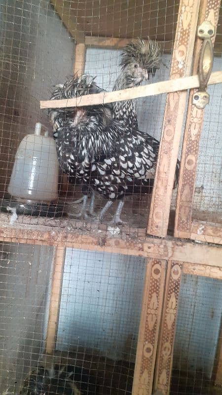 fancy hens for urgent sale offer 3000 per hen 5