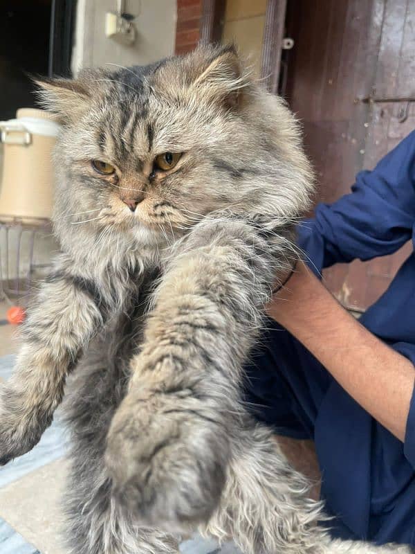 Persian cat 20k 0