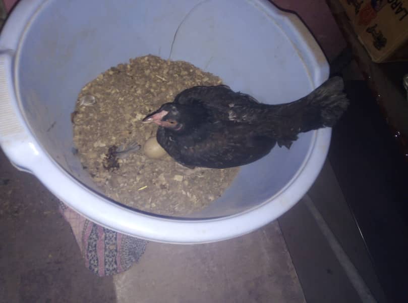 Fresh kurak hen for new cage 03023737562 0