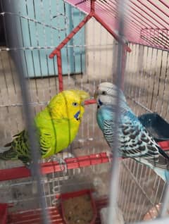 Australian parrot 2 pairs Healthy with cage