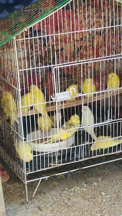 Australian Budgies parrots