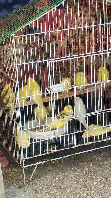 Australian Budgies parrots 0