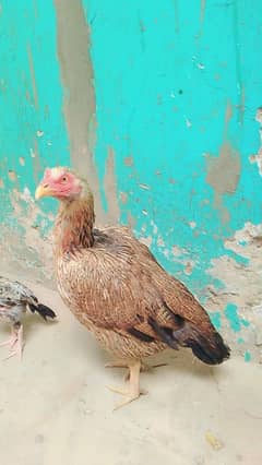 for sale and exchnge possible with Desi murgha breeder