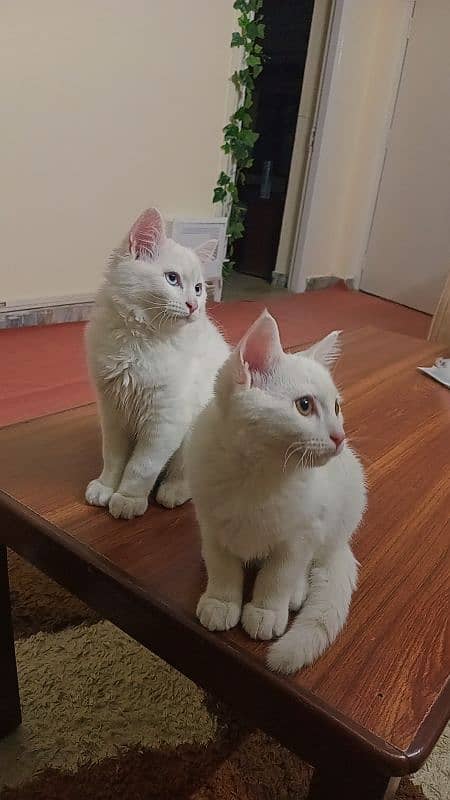 Persian Cats For Sale Pair 0