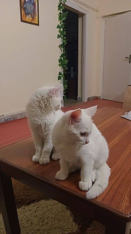 Persian Cats For Sale Pair 1