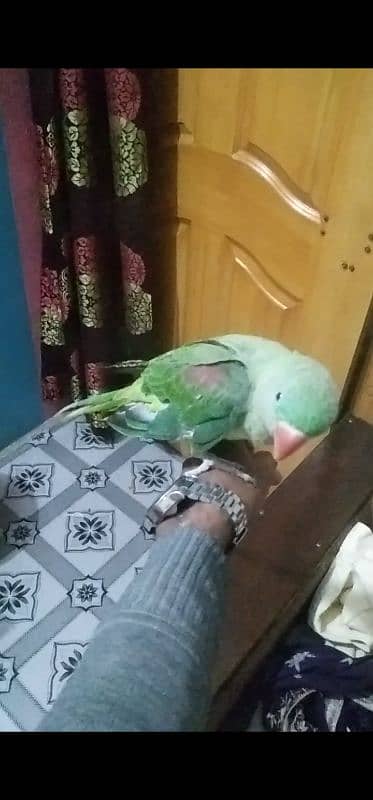 Kashmiri Raw parrot hand tame 6