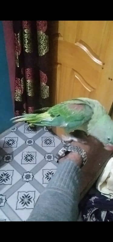 Kashmiri Raw parrot hand tame 7