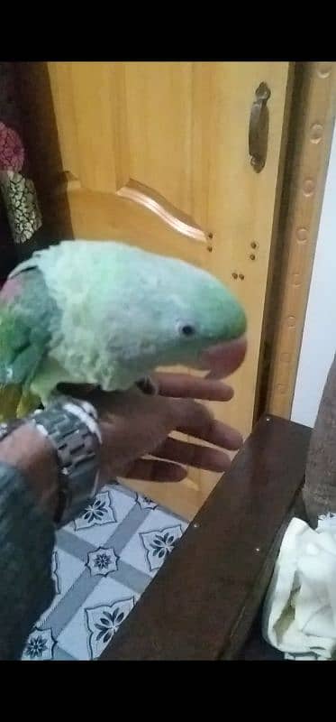 Kashmiri Raw parrot hand tame 8