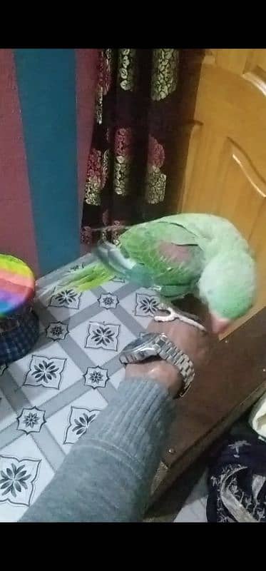 Kashmiri Raw parrot hand tame 9