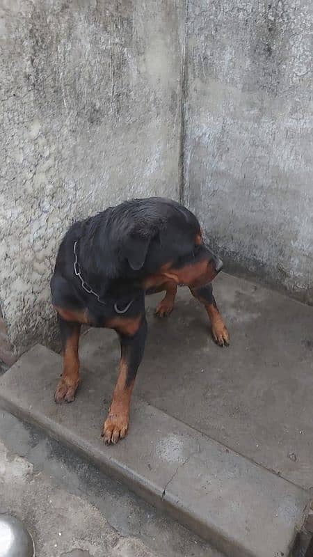 for sale breader male rottweilr 0