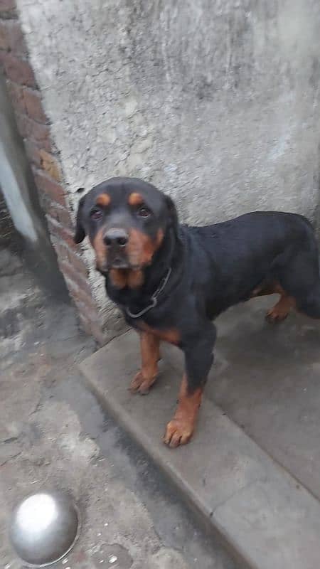 for sale breader male rottweilr 1