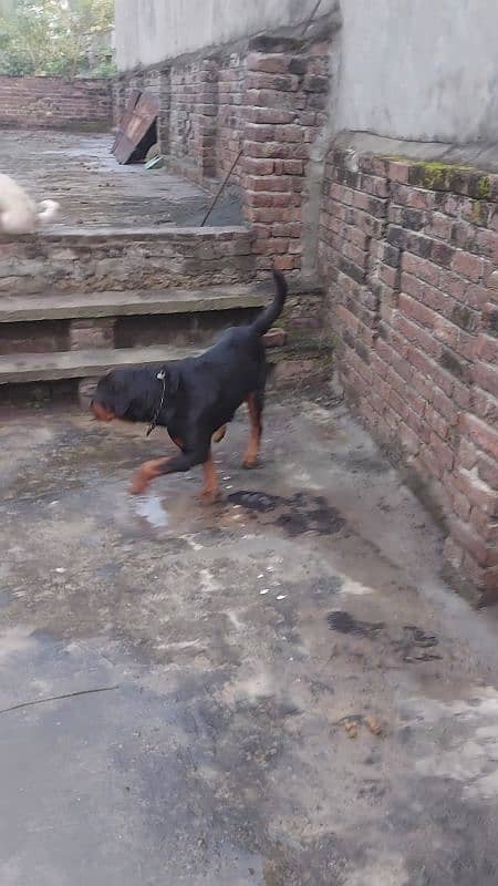 for sale breader male rottweilr 2