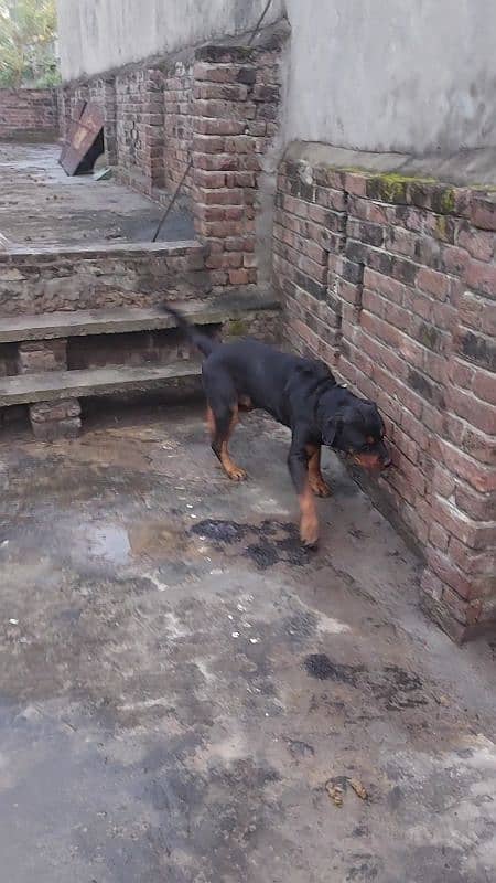 for sale breader male rottweilr 3