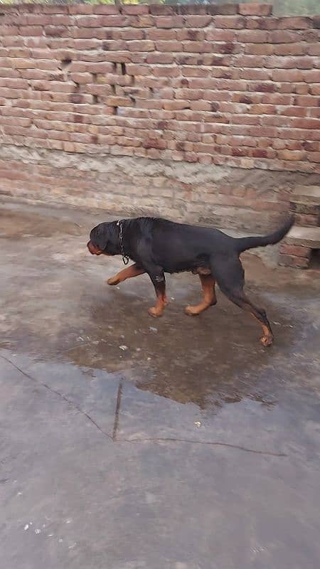 for sale breader male rottweilr 4