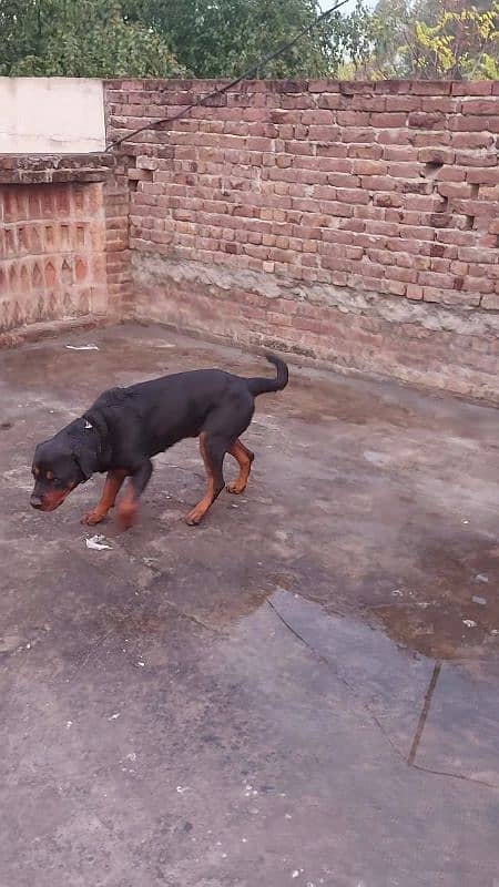 for sale breader male rottweilr 5