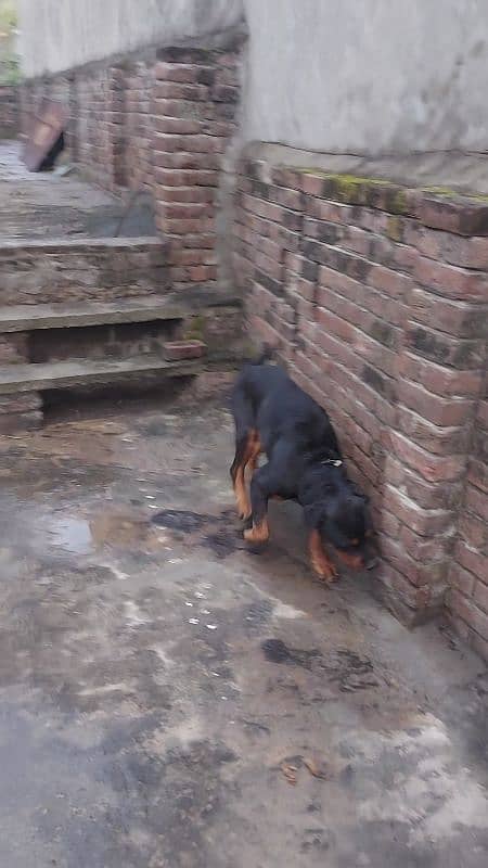 for sale breader male rottweilr 6