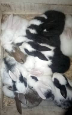 rabbits female with 5 babies watspp 03288029100