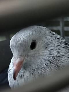 Pigeon