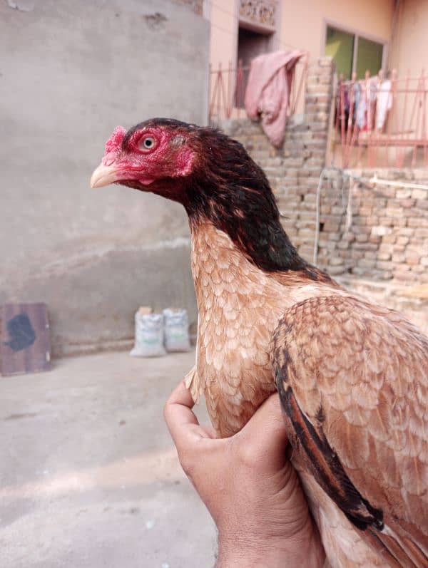 Aseel Female For sale 4