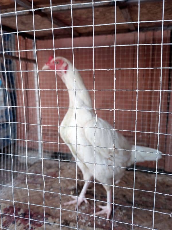 Aseel Female For sale 5