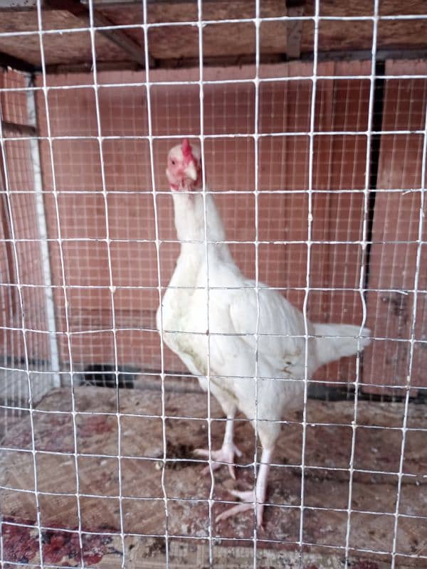 Aseel Female For sale 6