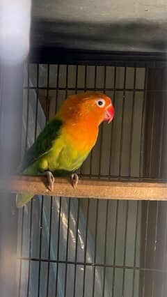 love bird breedrr pair   available