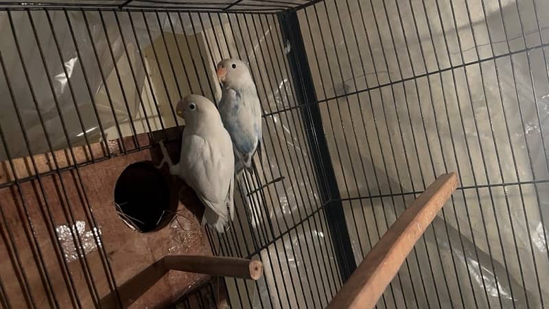 love bird breedrr pair   available 2