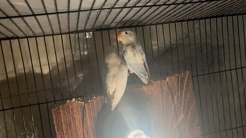 love bird breedrr pair   available 3