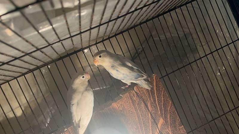 love bird breedrr pair   available 4