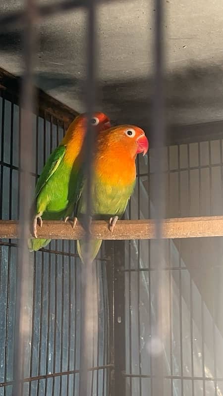 love bird breedrr pair   available 5