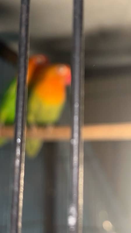 love bird breedrr pair   available 6