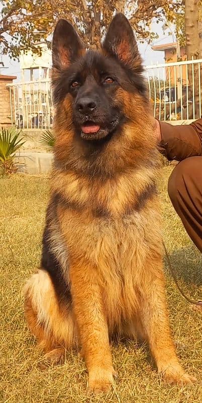 Triple coat German shepherd female 0