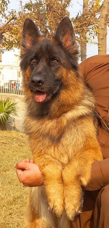 Triple coat German shepherd female 1