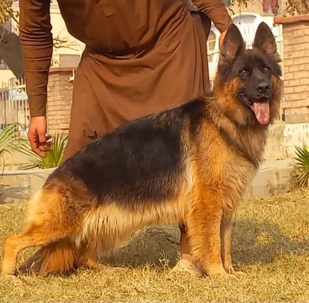 Triple coat German shepherd female 2