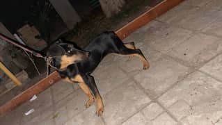 Outclass Doberman Female puppy