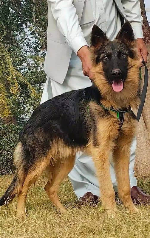 Garman Shepherd male Age 7 Months full security Dog 0