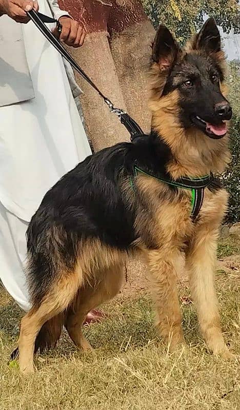 Garman Shepherd male Age 7 Months full security Dog 1