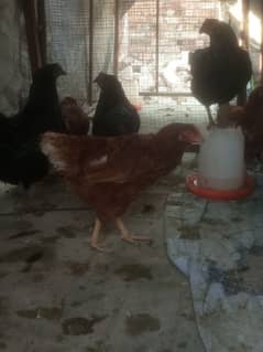 lohmann brown of Organic Valley/ hens / desi murgiya / chicks / مرغیاں