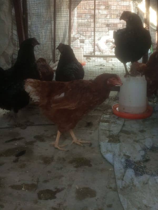 lohmann brown of Organic Valley/ hens / desi murgiya / chicks / مرغیاں 0