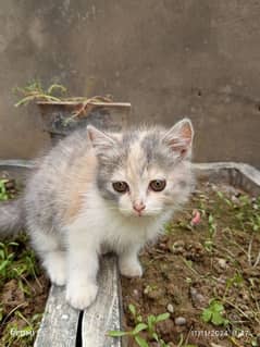 PERSIAN MALE AND FEMALE CAT for sell