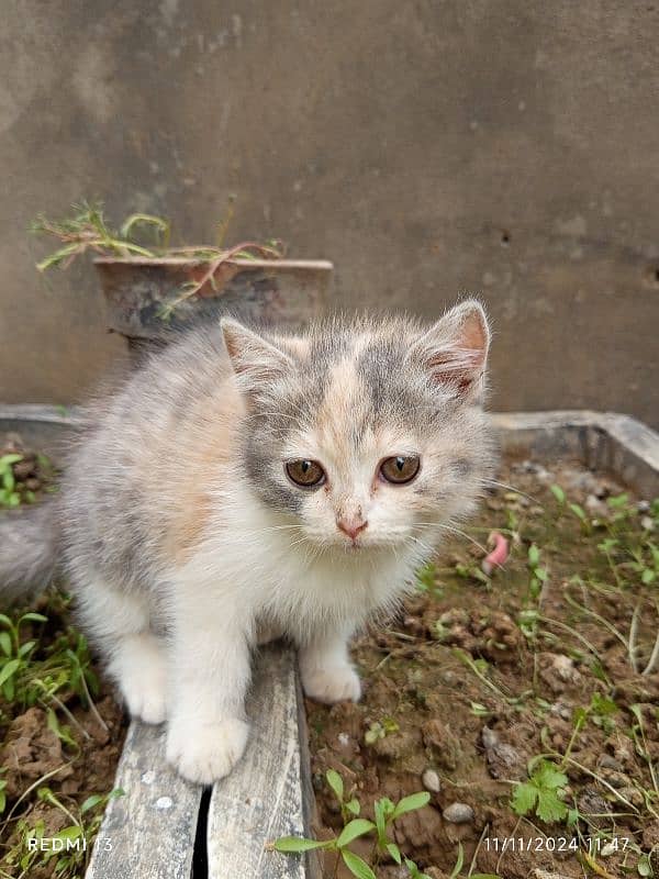 PERSIAN MALE AND FEMALE CAT for sell 0