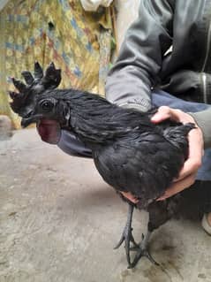 Ayam cemani for sale