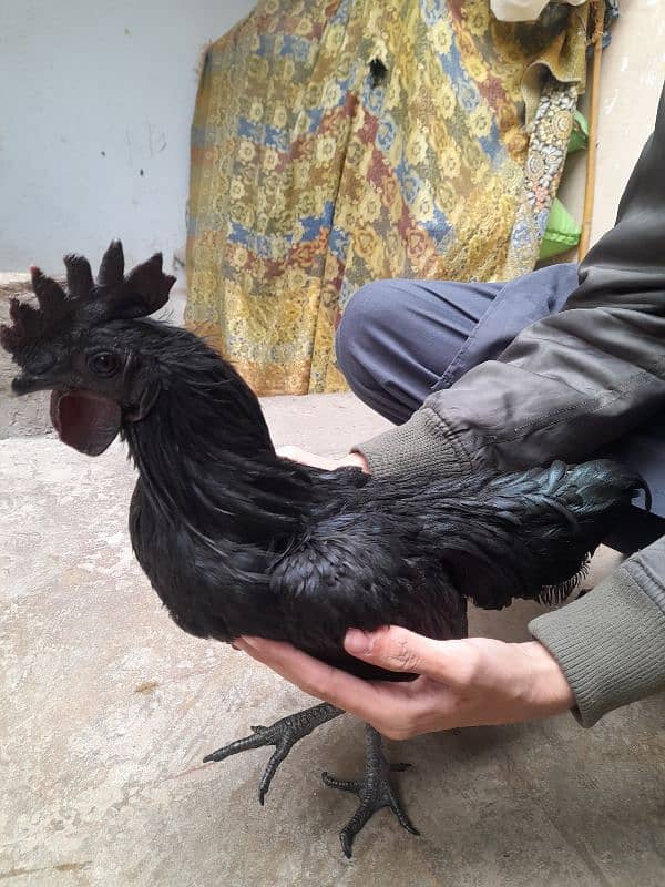 Ayam cemani for sale 1