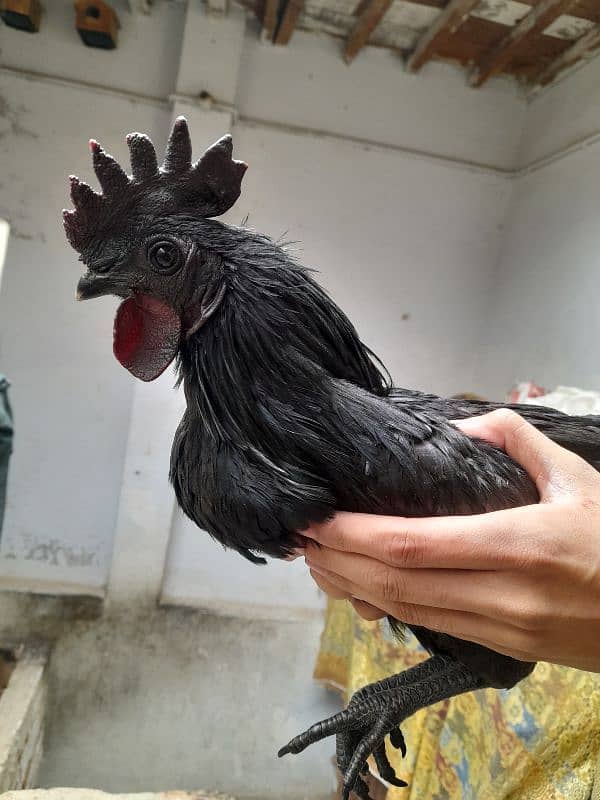 Ayam cemani for sale 2