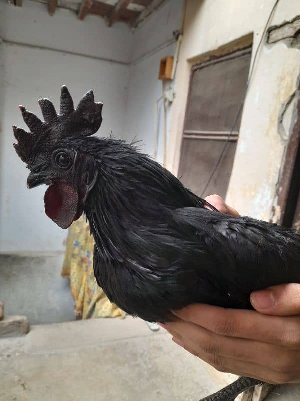 Ayam cemani for sale 3