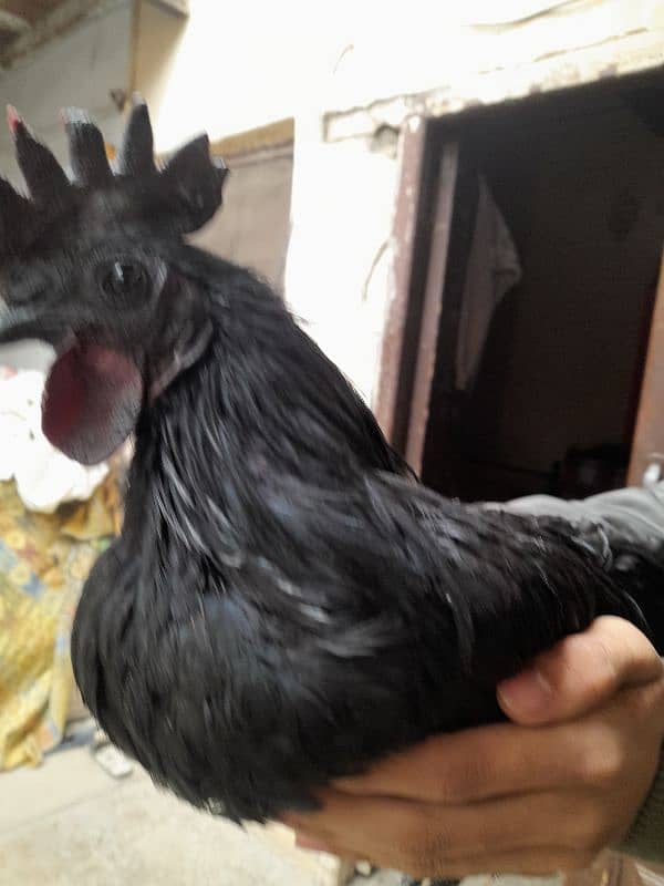 Ayam cemani for sale 4