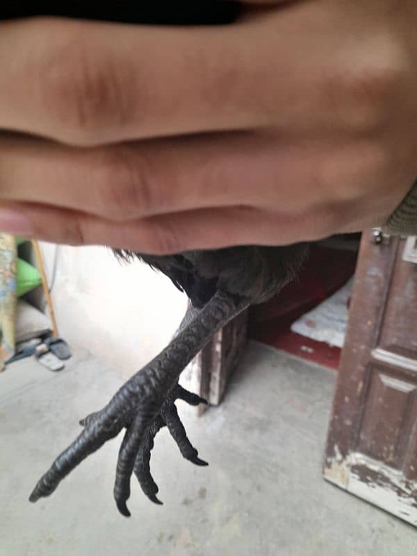 Ayam cemani for sale 5