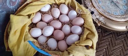 Furtile eggs desi hens